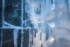 Wild Encounters – ICEBAR Stockholm 2016-2017